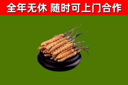崇阳县回收冬虫夏草
