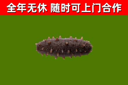 崇阳县回收海参干